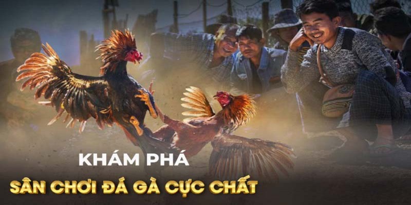 Đôi nét về đá gà Campuchia